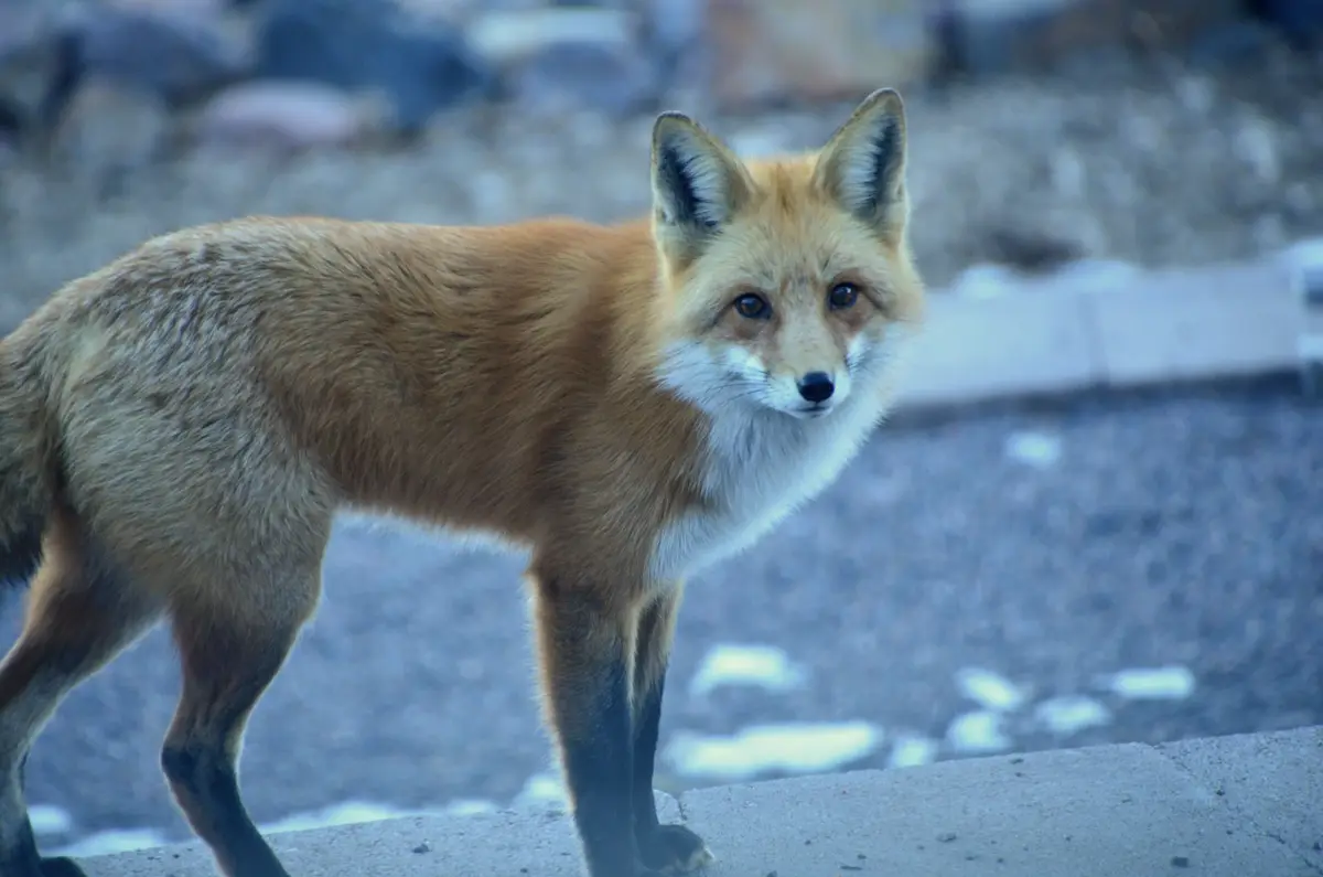 A red fox stands alert on a concrete ledge, looking directly at the camera with a serious expression. The background is…