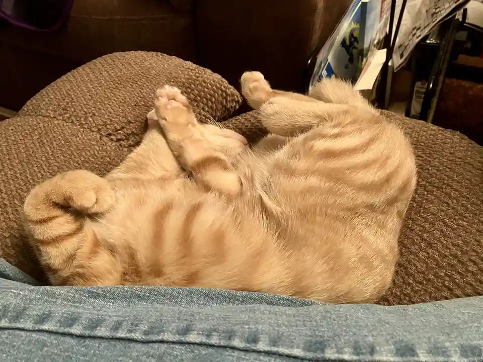 An orange tabby cat is lying on its back on a brown textured pet bed, exposing its belly and paws, with a blue denim fabric…